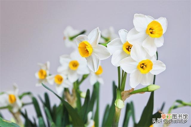 有哪些花卉是春节前后开花 春节前后开花的八种花卉