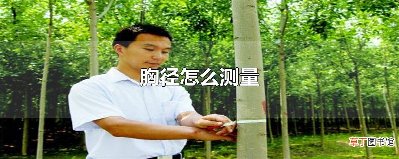 胸径怎么测量