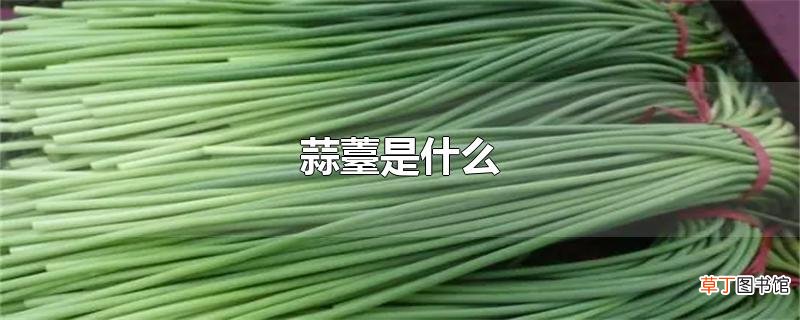 蒜薹是什么