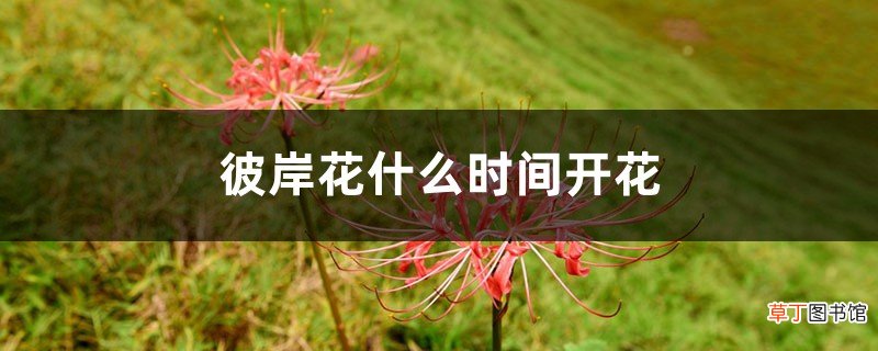彼岸花什么时间开花