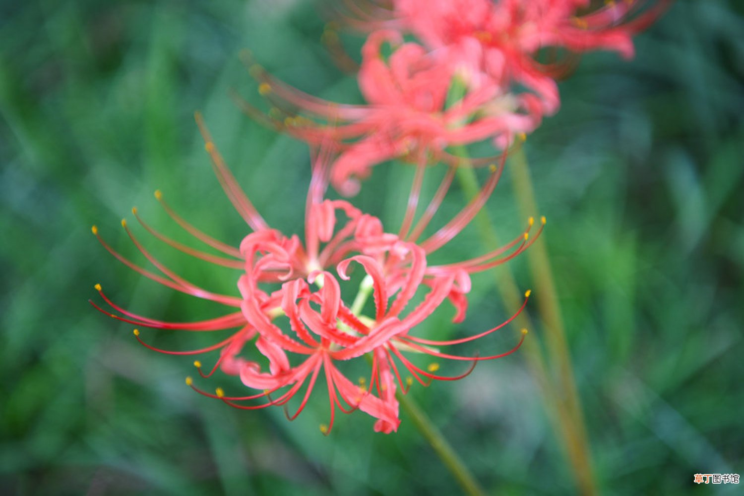 彼岸花什么时间开花