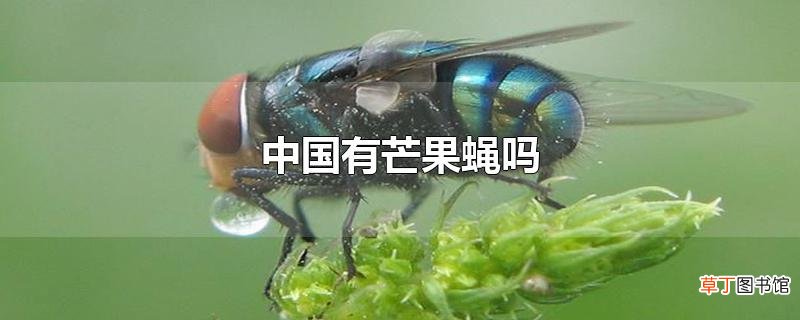 中国有芒果蝇吗