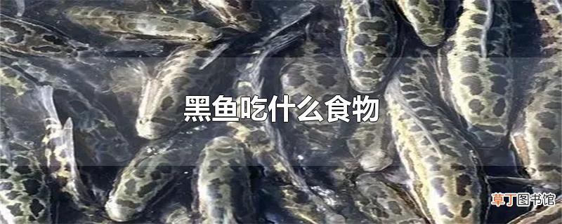 黑鱼吃什么食物