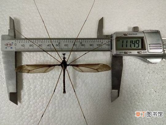 目前世界上最大的蚊子  世界上最大的蚊子