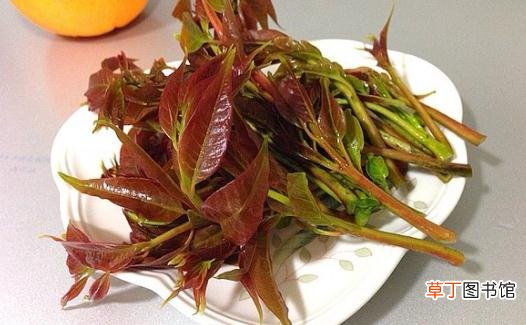 如何保存香椿?香椿的保存方法