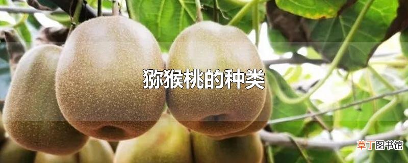 猕猴桃的种类
