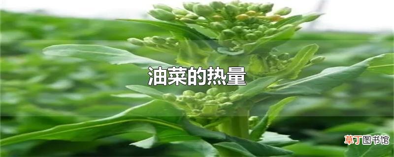 油菜的热量