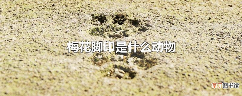梅花脚印是什么动物