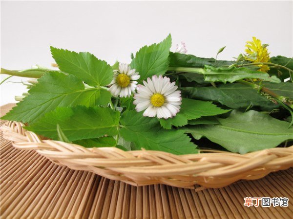 吃野菜有哪些注意事项,吃野菜中毒怎么办？