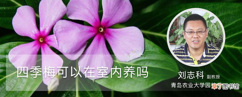 四季梅可以在室内养吗