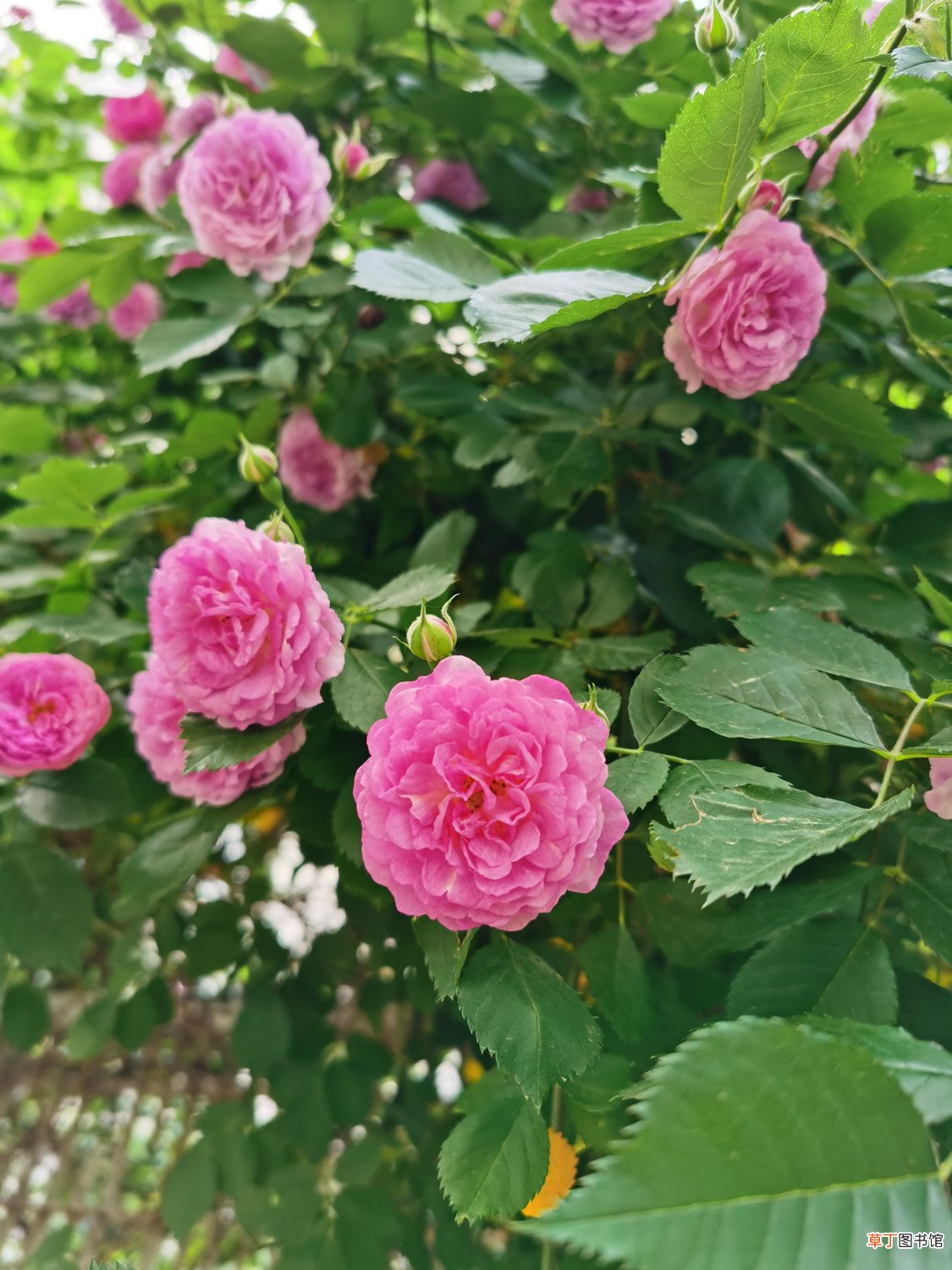 蔷薇花几年能爬满墙