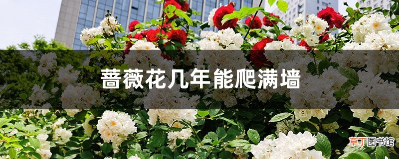 蔷薇花几年能爬满墙