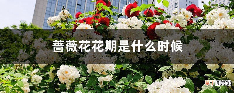 蔷薇花花期是什么时候