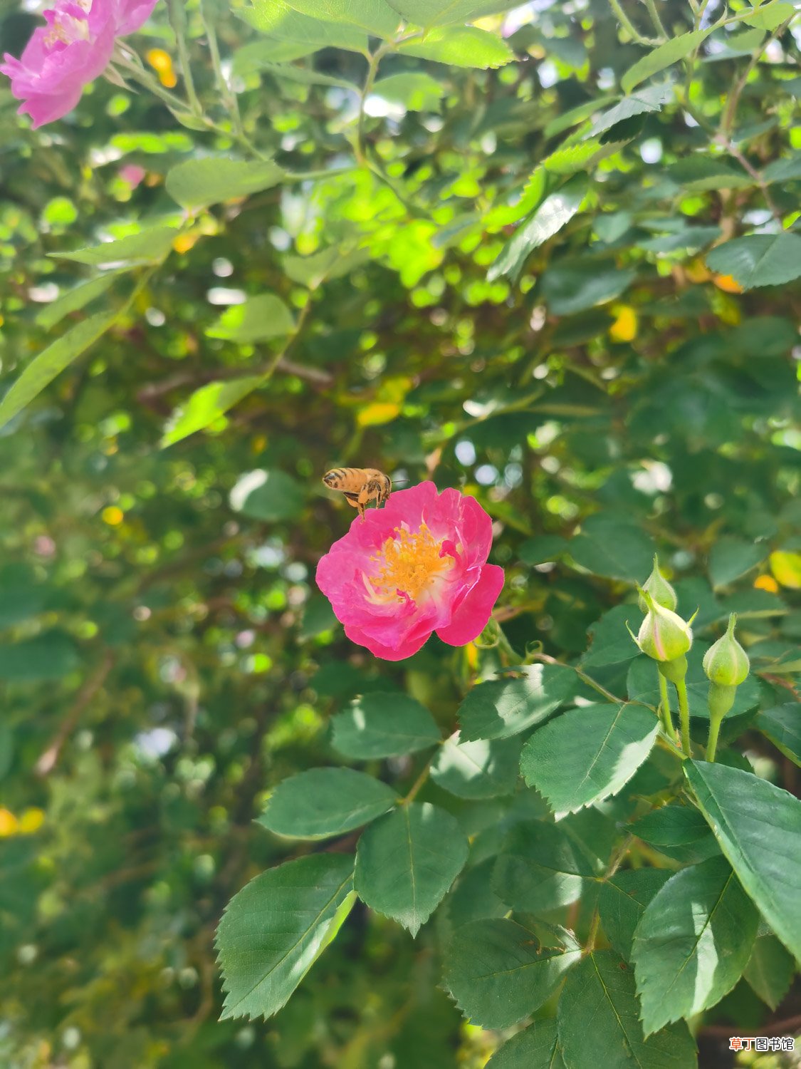 蔷薇花花期是什么时候