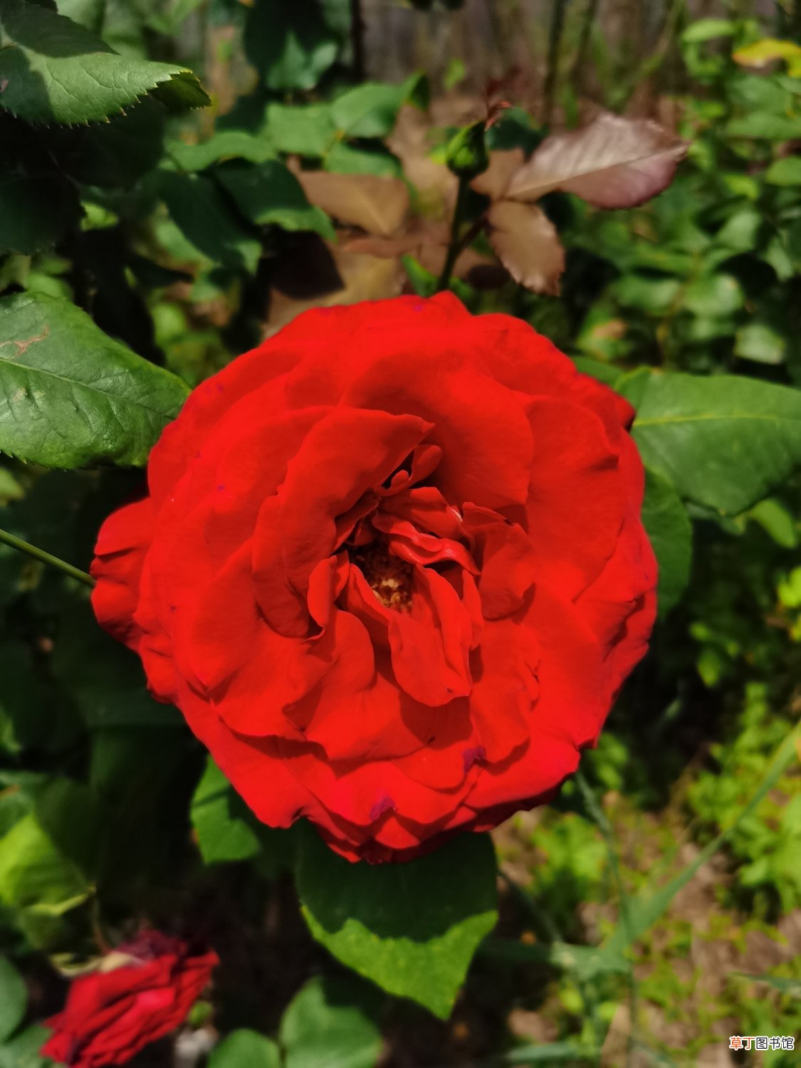 蔷薇花的花语是什么