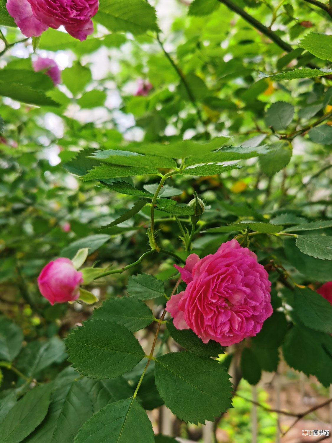 蔷薇花的花语是什么