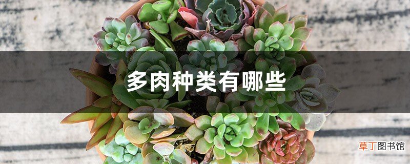 多肉种类有哪些