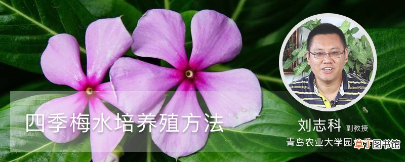 四季梅水培养殖方法