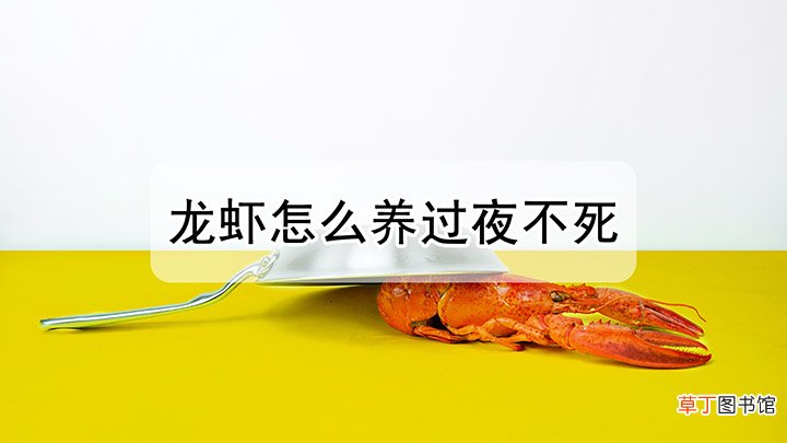 买回来活的小龙虾怎么养