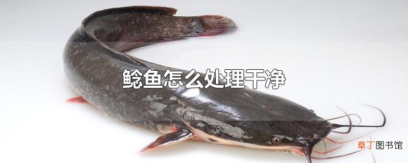 鲶鱼怎么处理干净