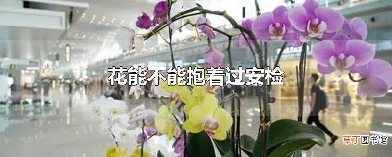 花能不能抱着过安检