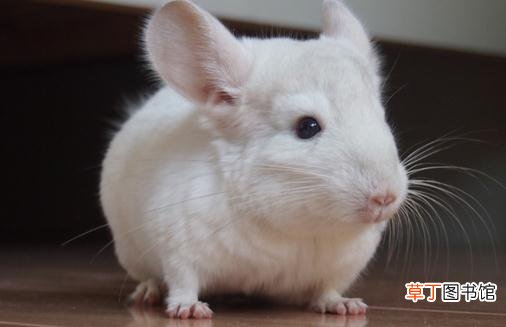 粉白龙猫的简介-粉白龙猫的饲养环境