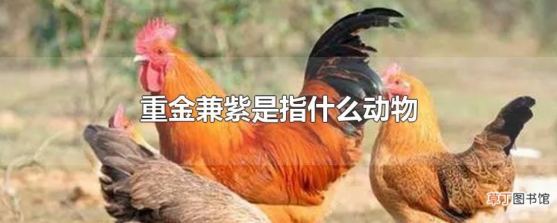 重金兼紫是指什么动物