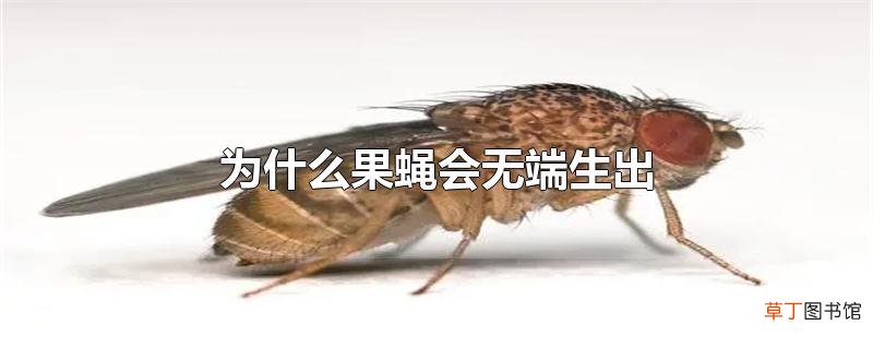 为什么果蝇会无端生出
