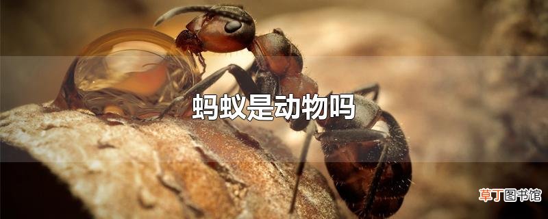 蚂蚁是动物吗