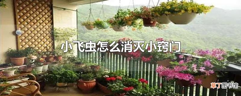 小飞虫怎么消灭小窍门