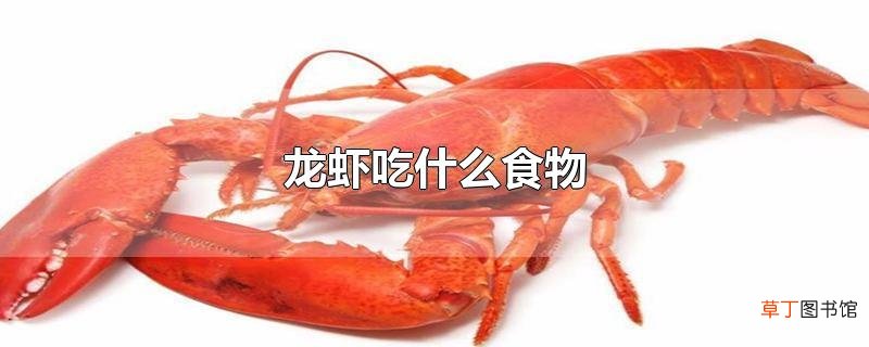 龙虾吃什么食物