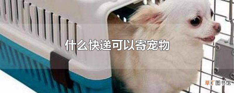 什么快递可以寄宠物