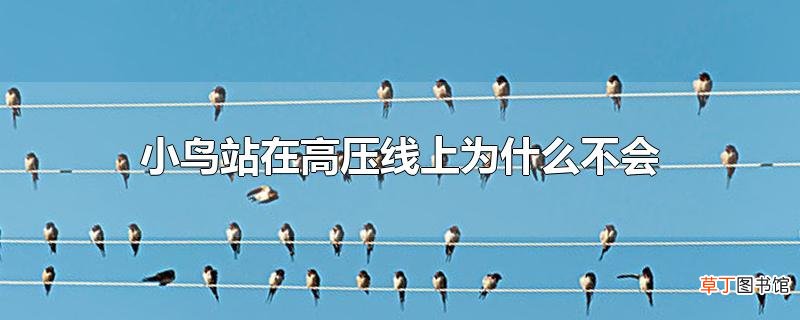 小鸟站在高压线上为什么不会触电