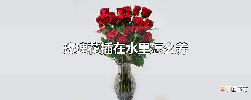 玫瑰花插在水里怎么养