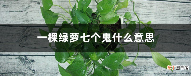 一棵绿萝七个鬼啥意思:关于绿萝招阴的说法是真的吗