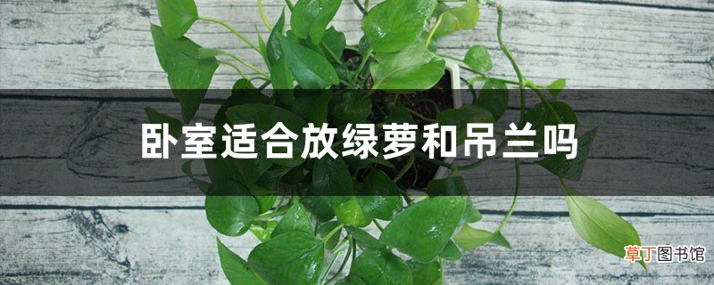 卧室放绿萝还是放吊兰，作用和区别是什么，哪个风水好