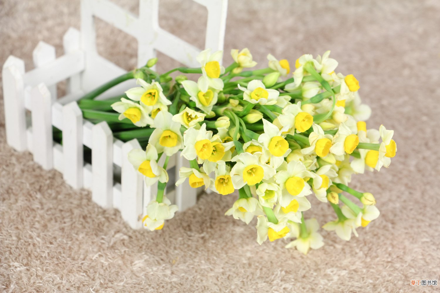 水仙花花语和象征，送水仙花代表什么含义