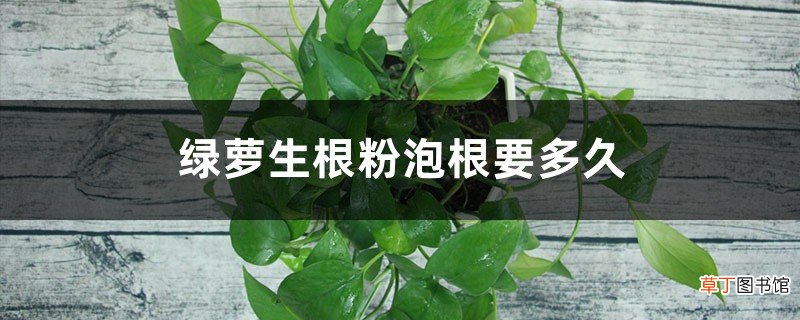 绿萝生根粉泡根要多久，如何扦插