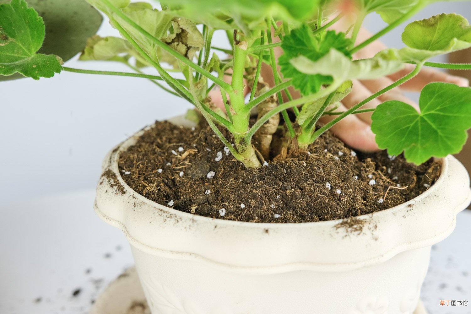 天竺葵花语和象征：白色、红色天竺葵的花语分别是什么