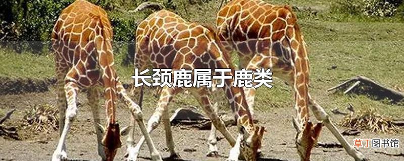 长颈鹿属于鹿类