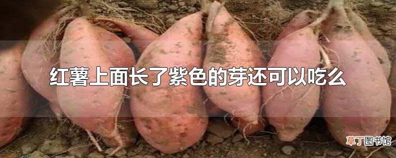 红薯上面长了紫色的芽还可以吃么