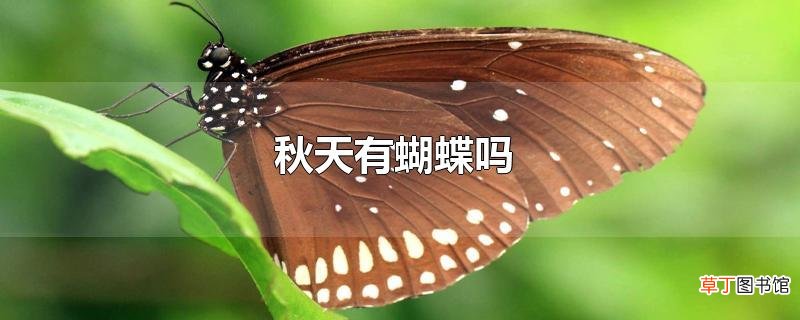 秋天有蝴蝶吗