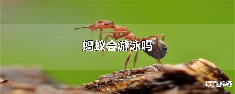 蚂蚁会游泳吗