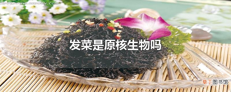 发菜是原核生物吗