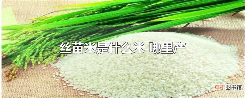 丝苗米是什么米 哪里产