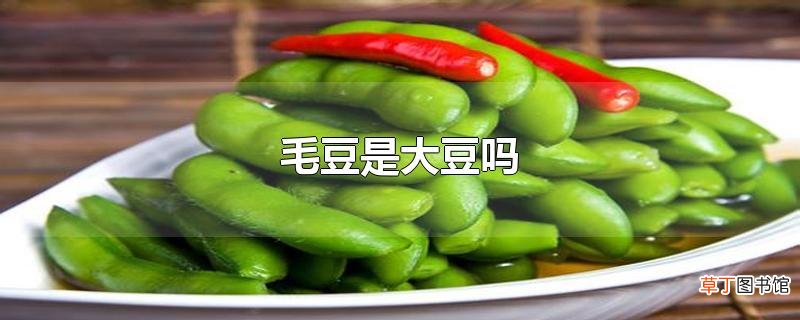 毛豆是大豆吗