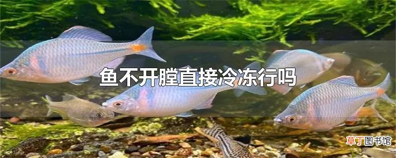 鱼不开膛直接冷冻行吗