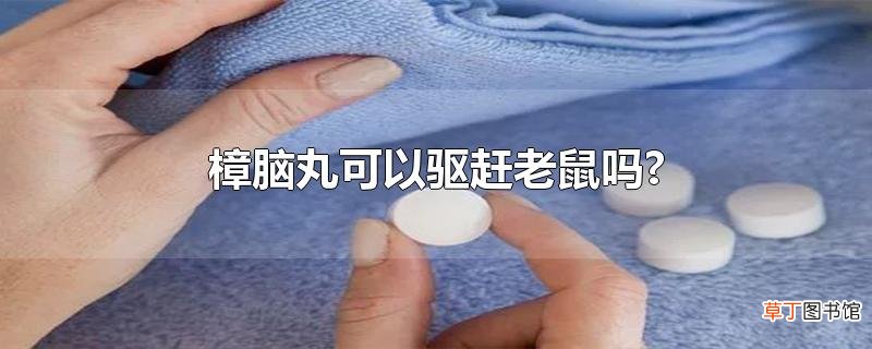 樟脑丸可以驱赶老鼠吗?