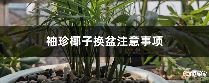 袖珍椰子换盆注意事项