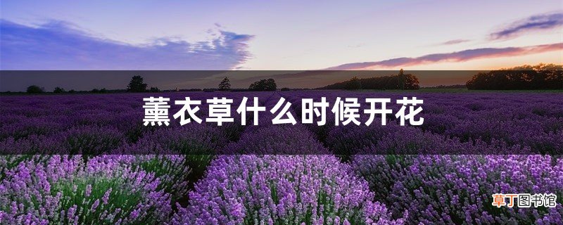 薰衣草什么时候开花